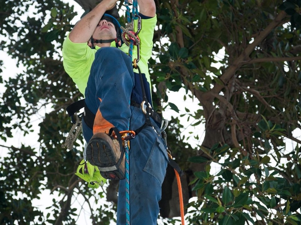 Qualified arborist working in a mature tree during a property survey in Flintshire